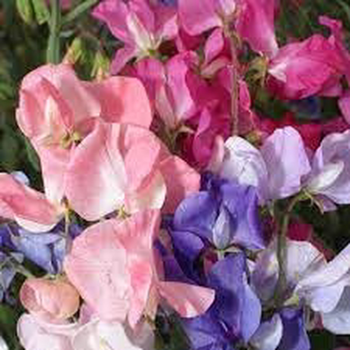 Pea Flower Seeds for Planting Vibrant Blooms & Easy to Grow
