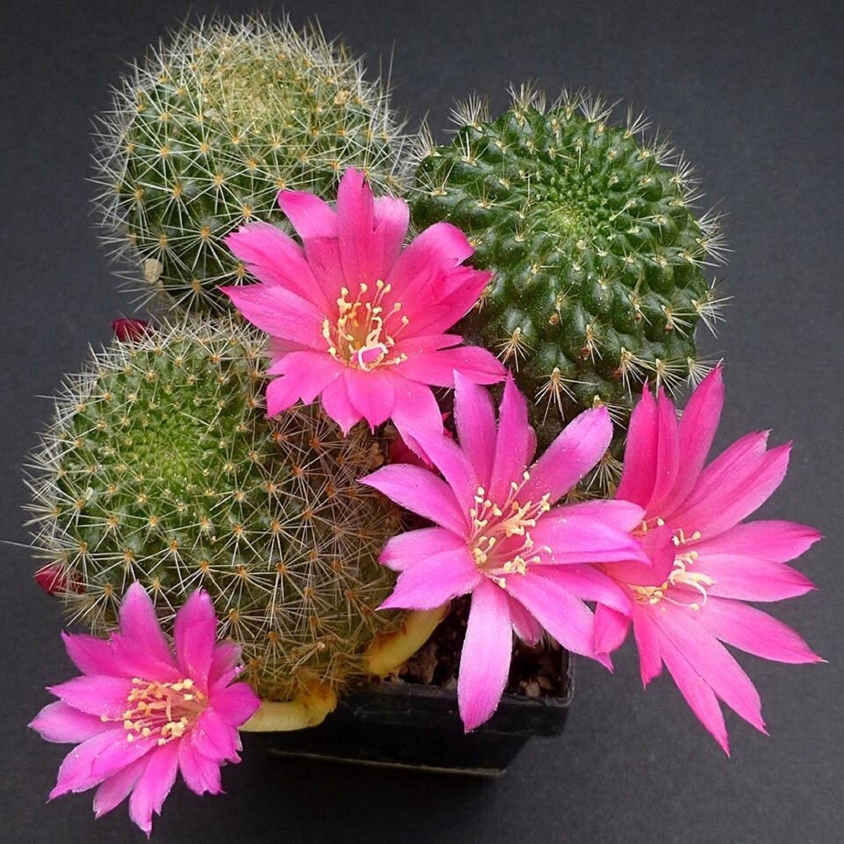 Pink Rebutia Violaciflora Flower Seeds for Planting Heirloom, Non-GMO, High Germination Organic Garden Seeds for Rare Cactus Blooms