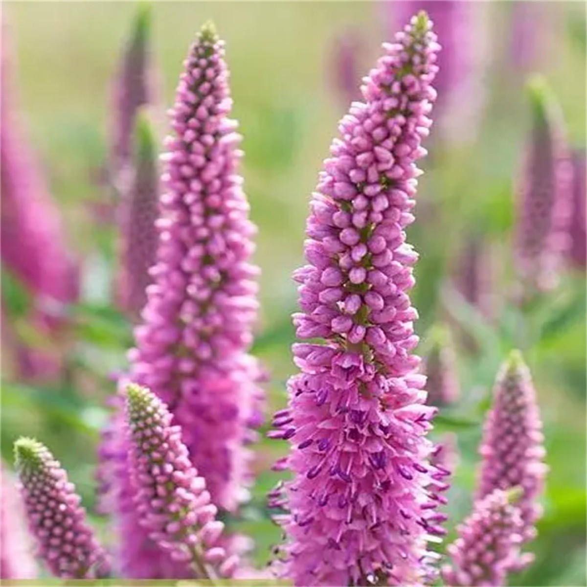 Pink Veronica Flower Seeds for Planting Heirloom, Non-GMO, Organic Garden Seeds, High Germination