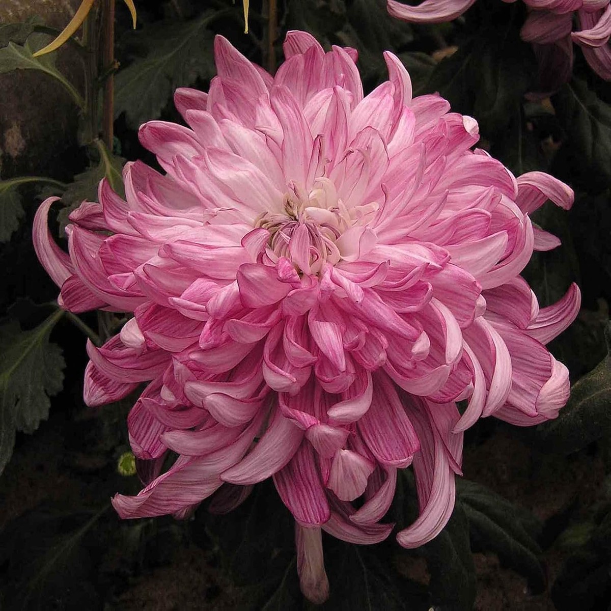 Pink White Chrysanthemum Flower Seeds for Planting - NON GMO Seeds