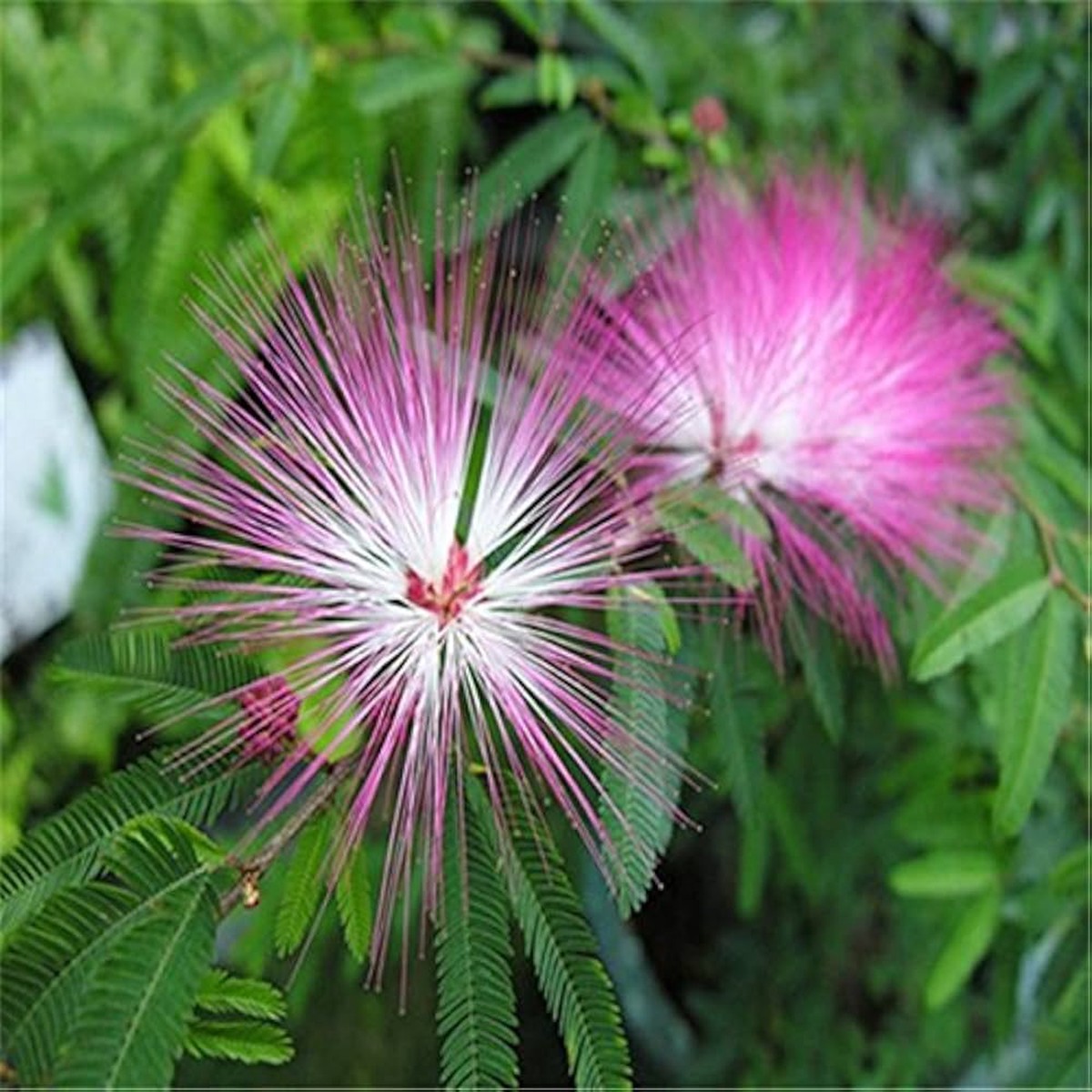 Pink White Mimosa Flower Seeds for Planting - NON GMO Seeds