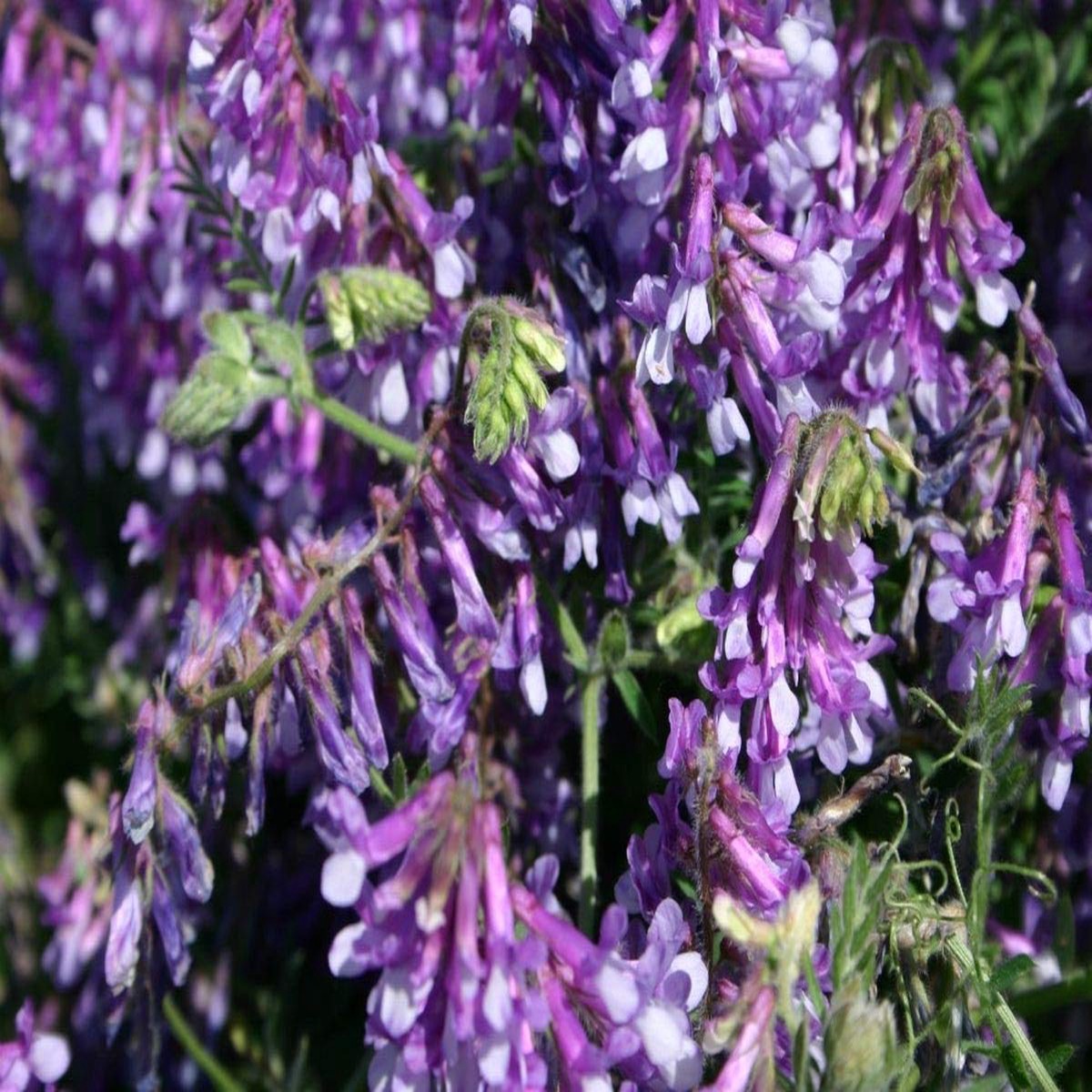 Purple Hairy Vetch Flower Seeds for Planting Heirloom, Non-GMO, High Germination Organic Garden Wildflower Seeds