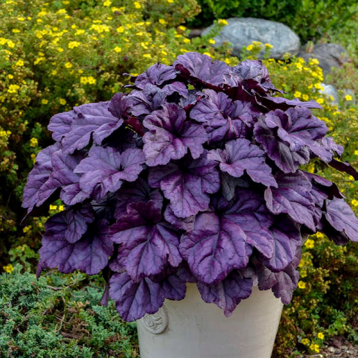 Purple Heuchera Plant Seeds Heirloom Non-GMO Seeds for Planting | Shade-Loving Perennial Organic Garden Seeds