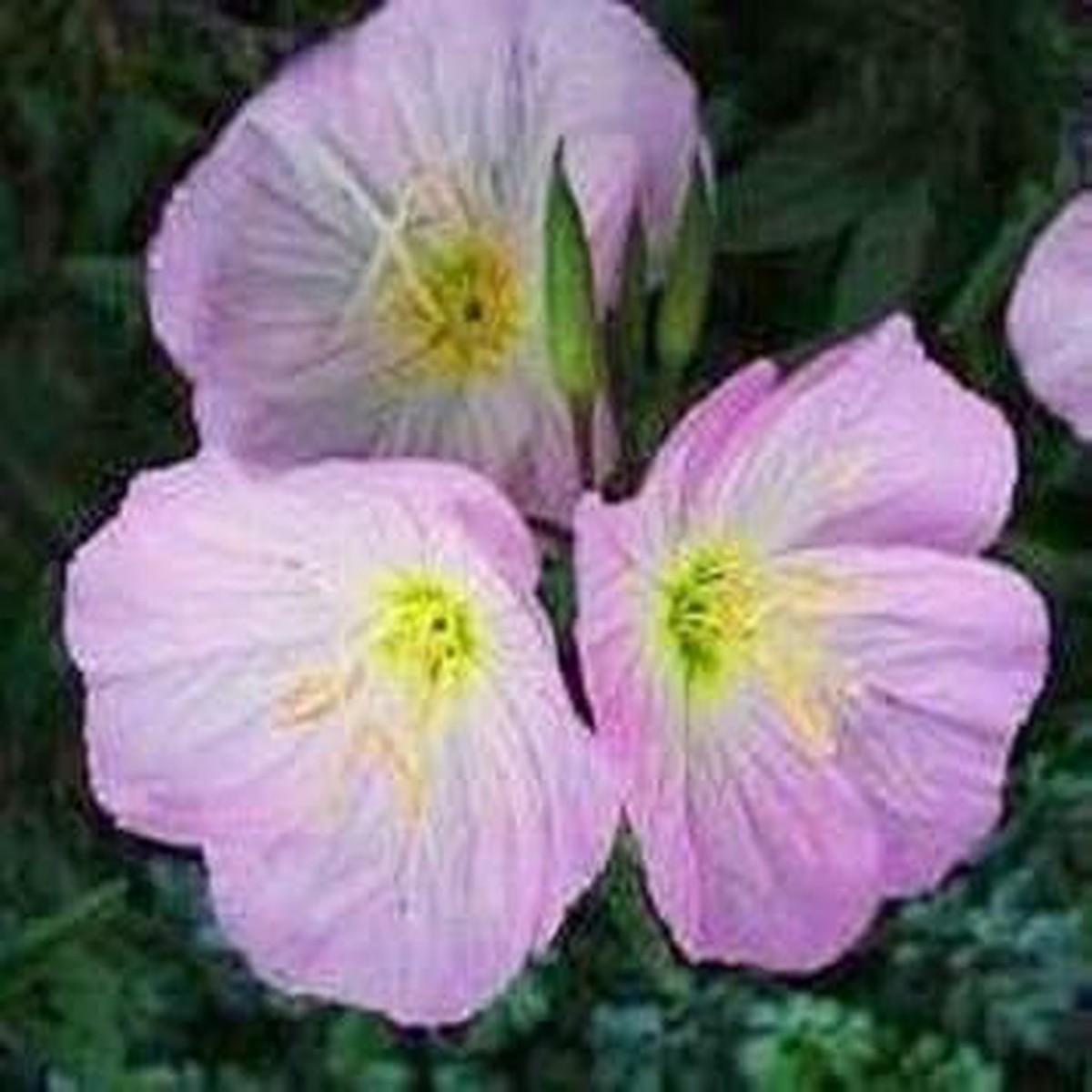 Purple Primrose Flower Seeds Heirloom Non-GMO Seeds for Planting | High Germination Organic Garden Seeds