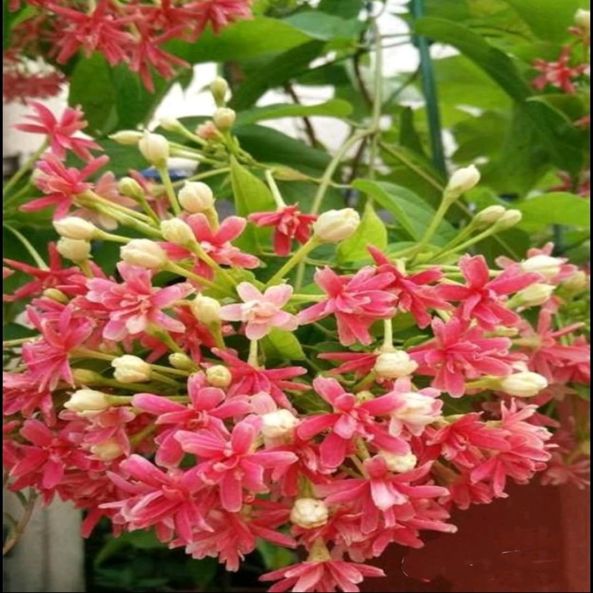 Quisqualis Indica Flower Seeds Heirloom Non-GMO Seeds for Planting | High Germination Organic Garden Seeds