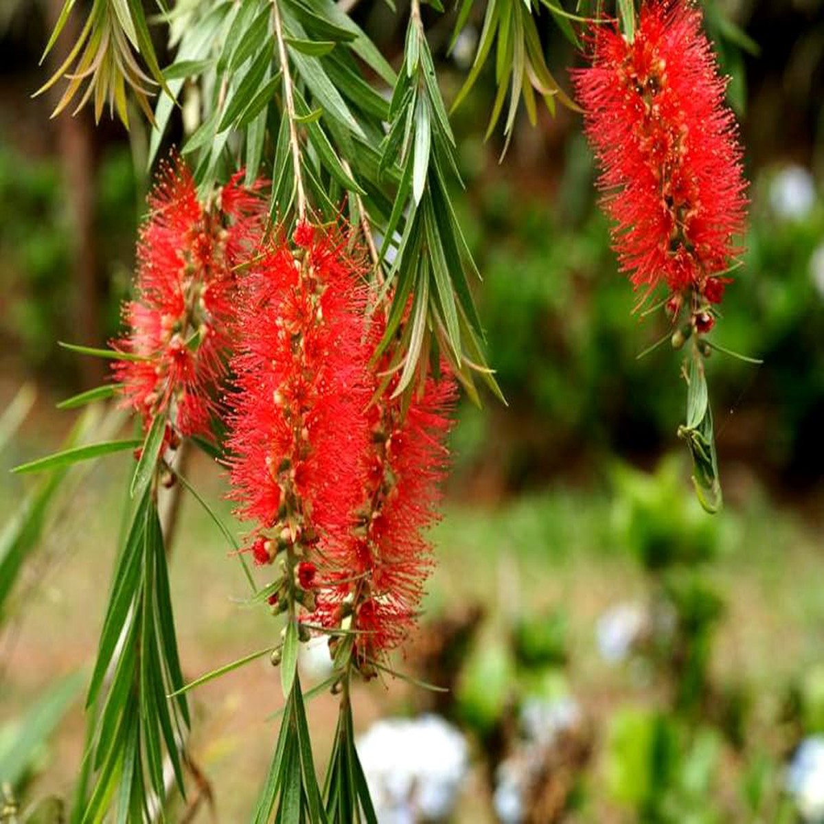 Red Callistemon Plant Seeds Vibrant Flowering Shrub Seeds for Home Garden