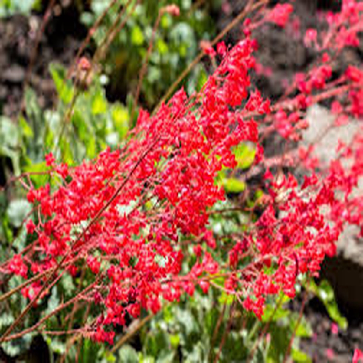 Red Coral Bells Flower Seeds for Planting - NON GMO Seeds