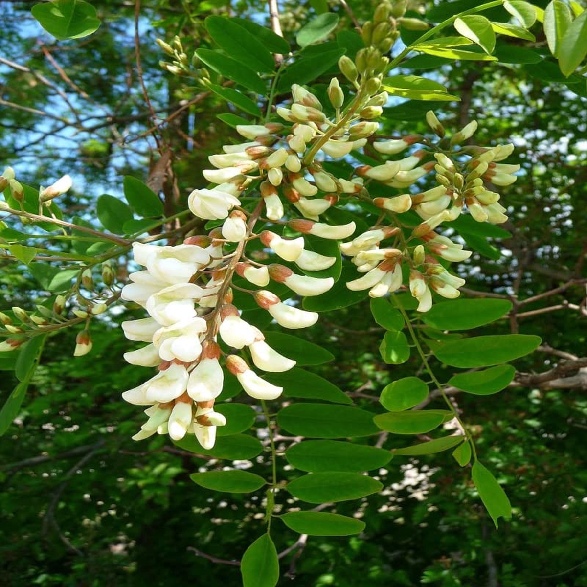 Robinia Flower Seeds for Planting Fast-Growing Ornamental Tree Seeds