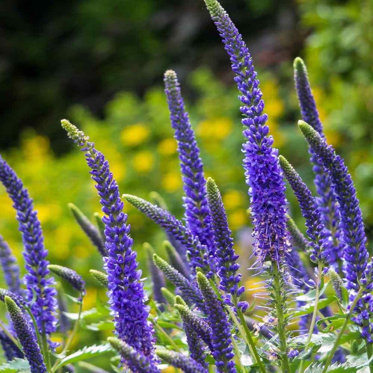Veronica Plant Seeds for Planting Heirloom Non-GMO Organic Garden Seeds with High Germination for Vibrant Blooms