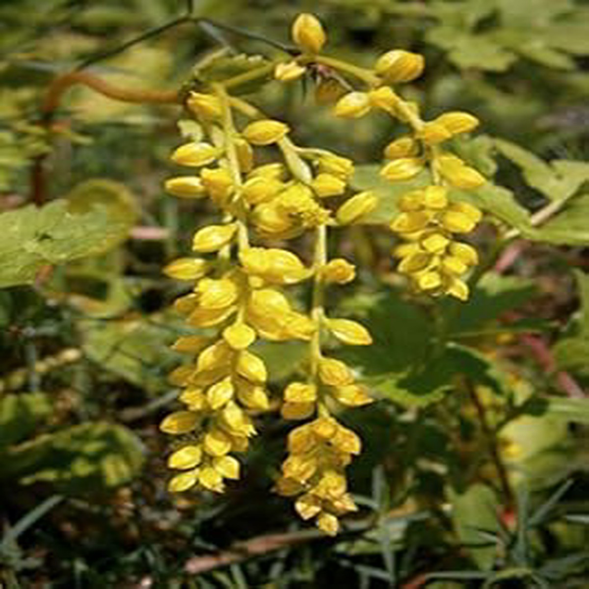 Yellow Chiastophyllum Flower Seeds for Planting Perennial Rock Garden Blooms