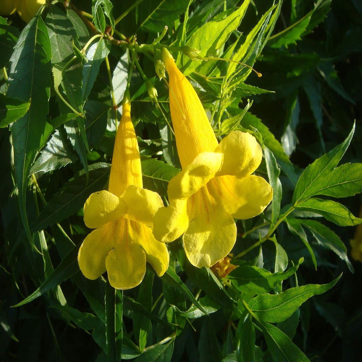 Yellow Madia Flower Seeds Heirloom Non-GMO Seeds for Planting | High Germination Organic Garden Seeds