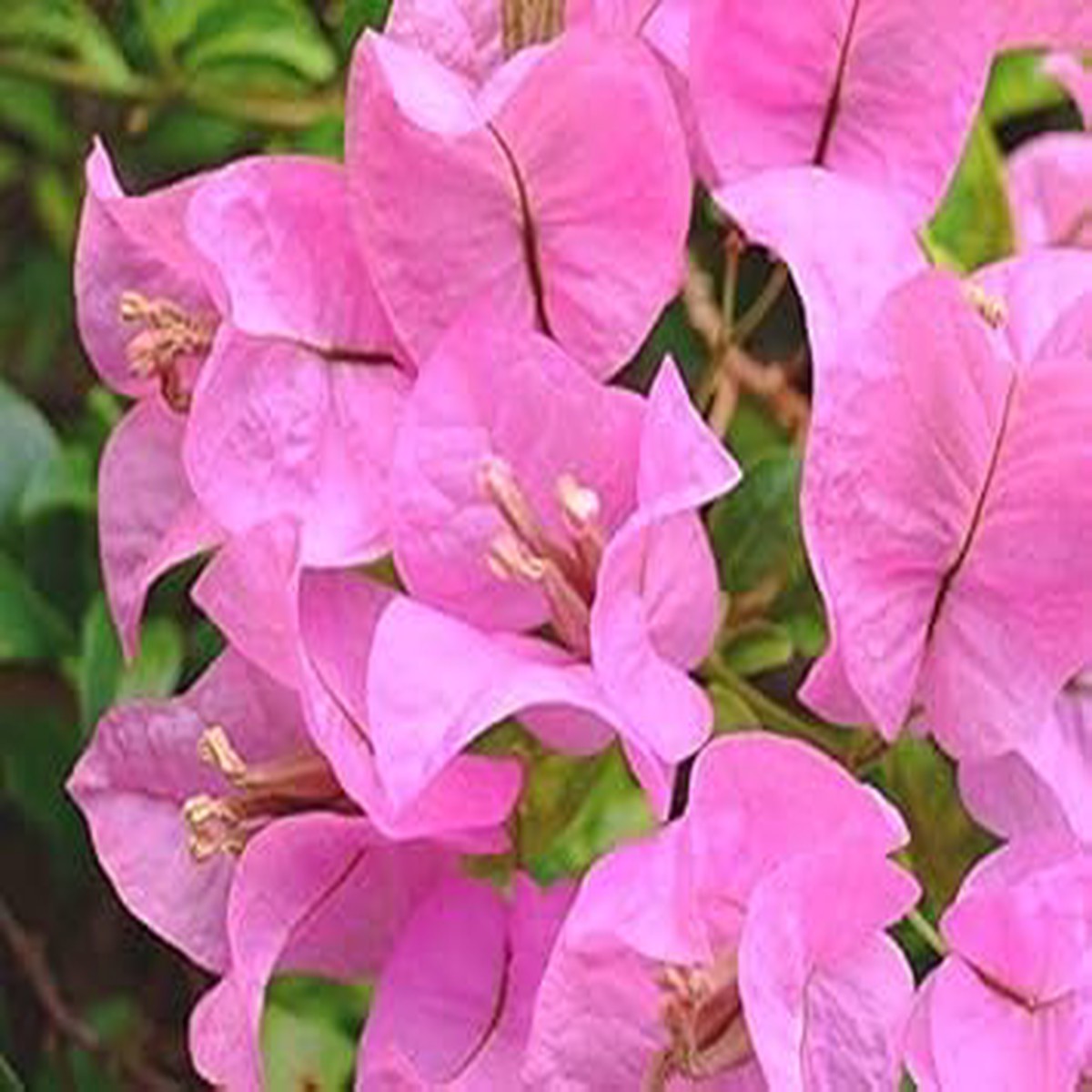 Baby Pink Bougainvillea Flower Seeds for Planting Heirloom and Non-GMO Garden Seeds