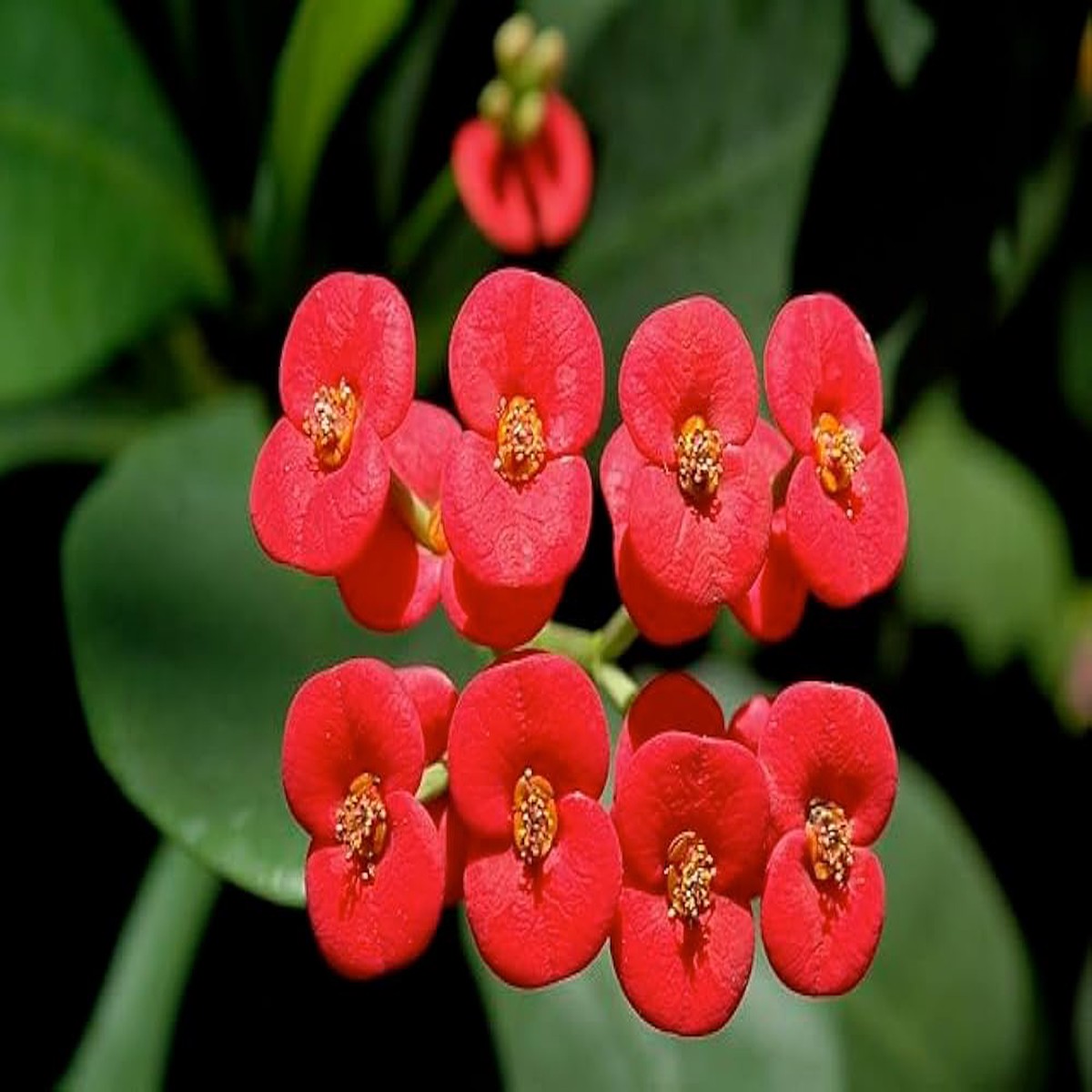Deep Red Euphorbia Milii Flower Seeds for Planting Heirloom, Non-GMO, High Germination Organic Garden Seeds
