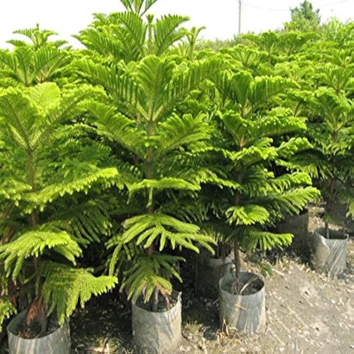 Green Araucaria Plant Seeds for Planting Heirloom, Non-GMO, Organic Garden Seeds, High Germination