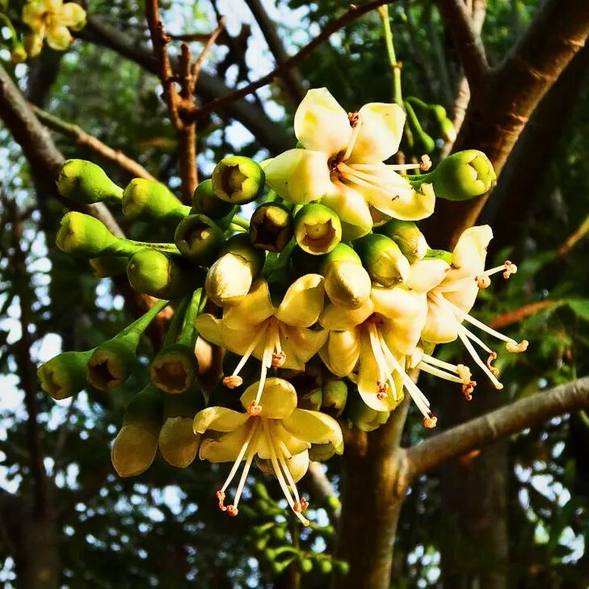 Green Ceiba Pentandra Flower Seeds for Planting Exotic Kapok Tree Seeds