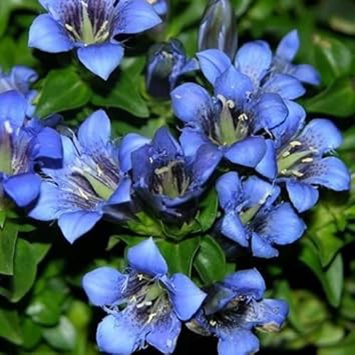 Heirloom Blue Gentiana Flower Seeds for Planting Non-GMO, High Germination Organic Garden Seeds for Alpine Blooms