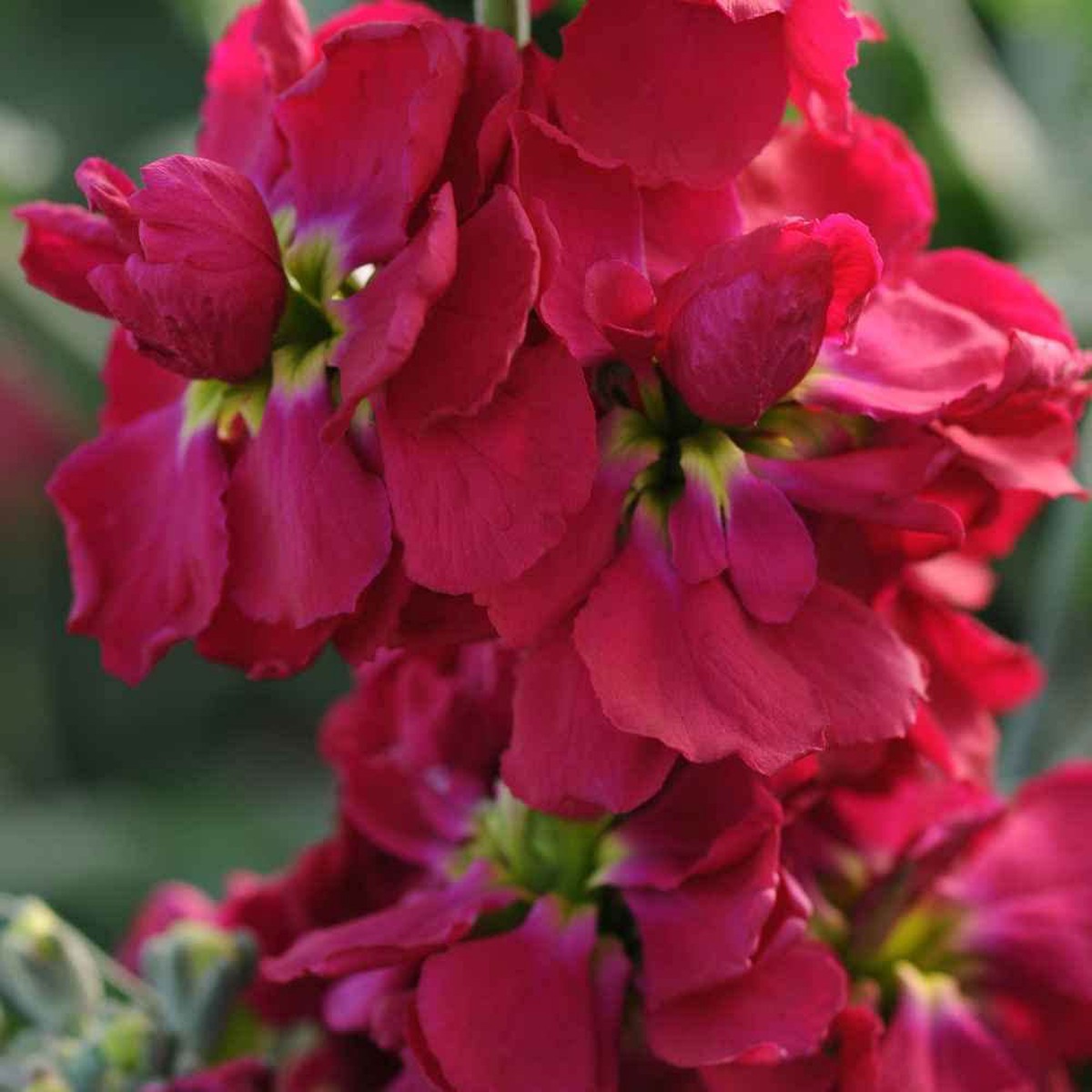 Maroon Matthiola Incana Flower Seeds for Planting Fragrant Stock Flowers, Long-Blooming Garden Favorite