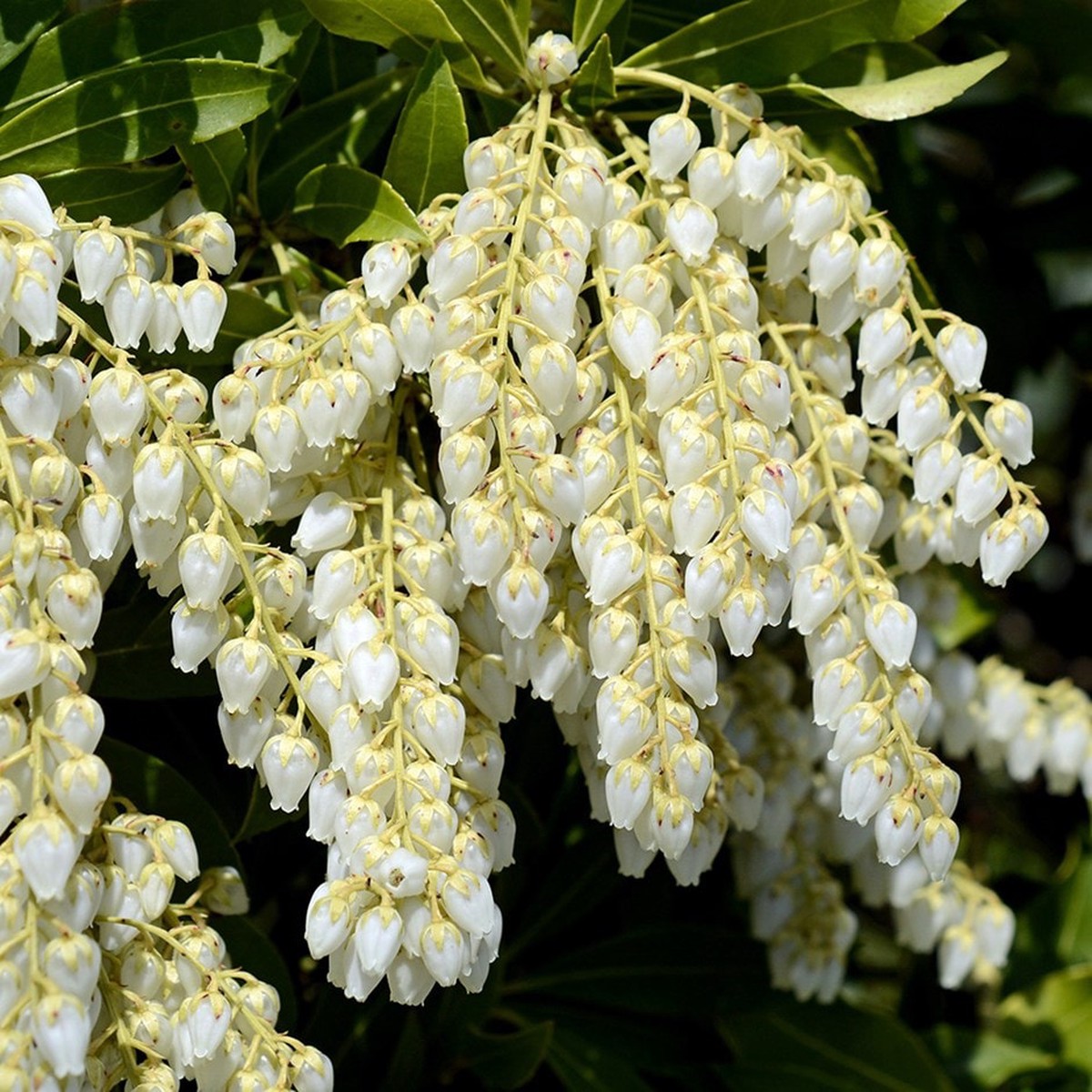 Pieris Japonica Flower Seeds Heirloom Non-GMO Seeds for Planting | High Germination Organic Garden Seeds