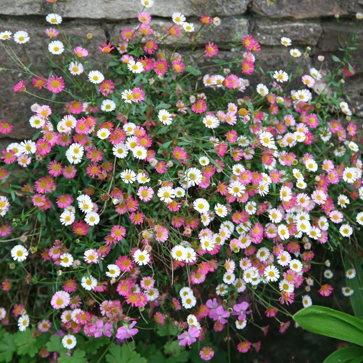 Pink White Karvinskianus Flower Seeds for Planting Heirloom, Non-GMO, Organic Garden Seeds, High Germination