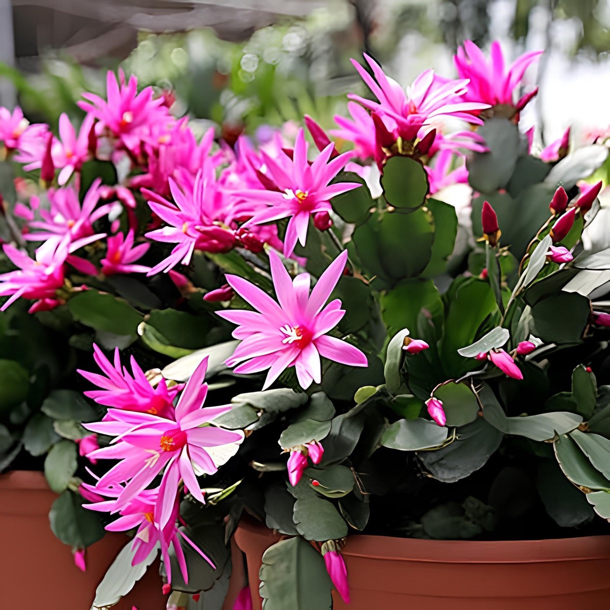 Purple Schlumbergera Flower Seeds for Planting Heirloom, Non-GMO, High Germination Organic Garden Seeds for Christmas Cactus