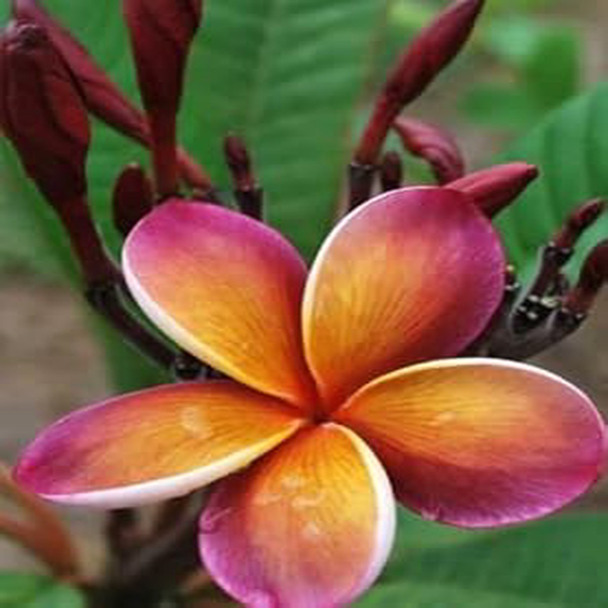 Purple Yellow Frangipani Flower Seeds Heirloom Non-GMO Plumeria Seeds for Planting & Fragrant Gardens