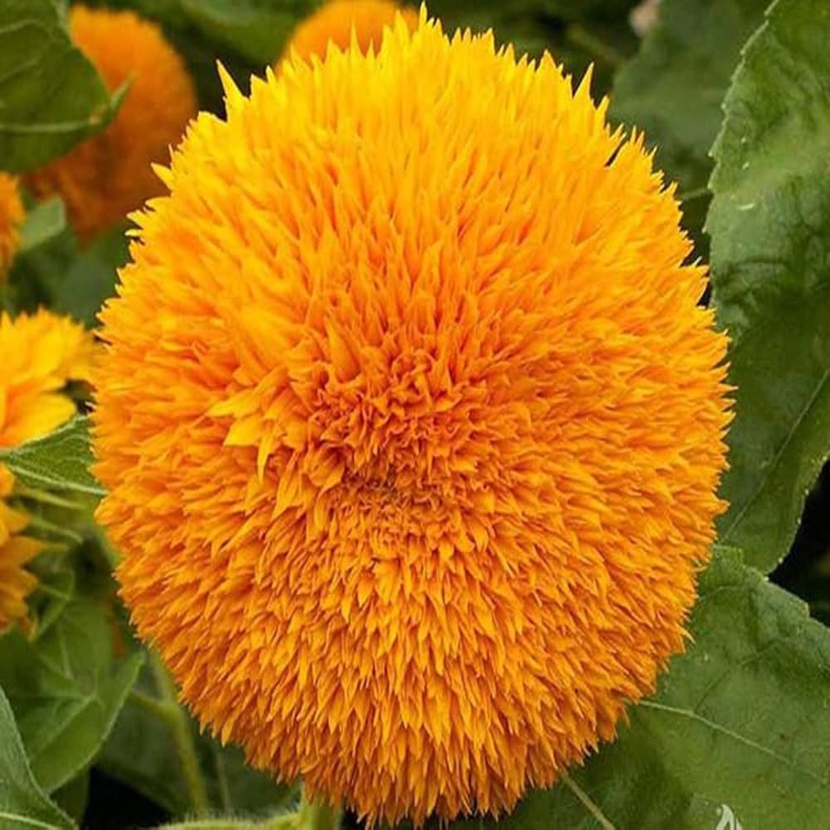 Sun Gold Helianthus Annuus Sunflower Seeds for Planting Heirloom, Non-GMO, High Germination Garden Blooms