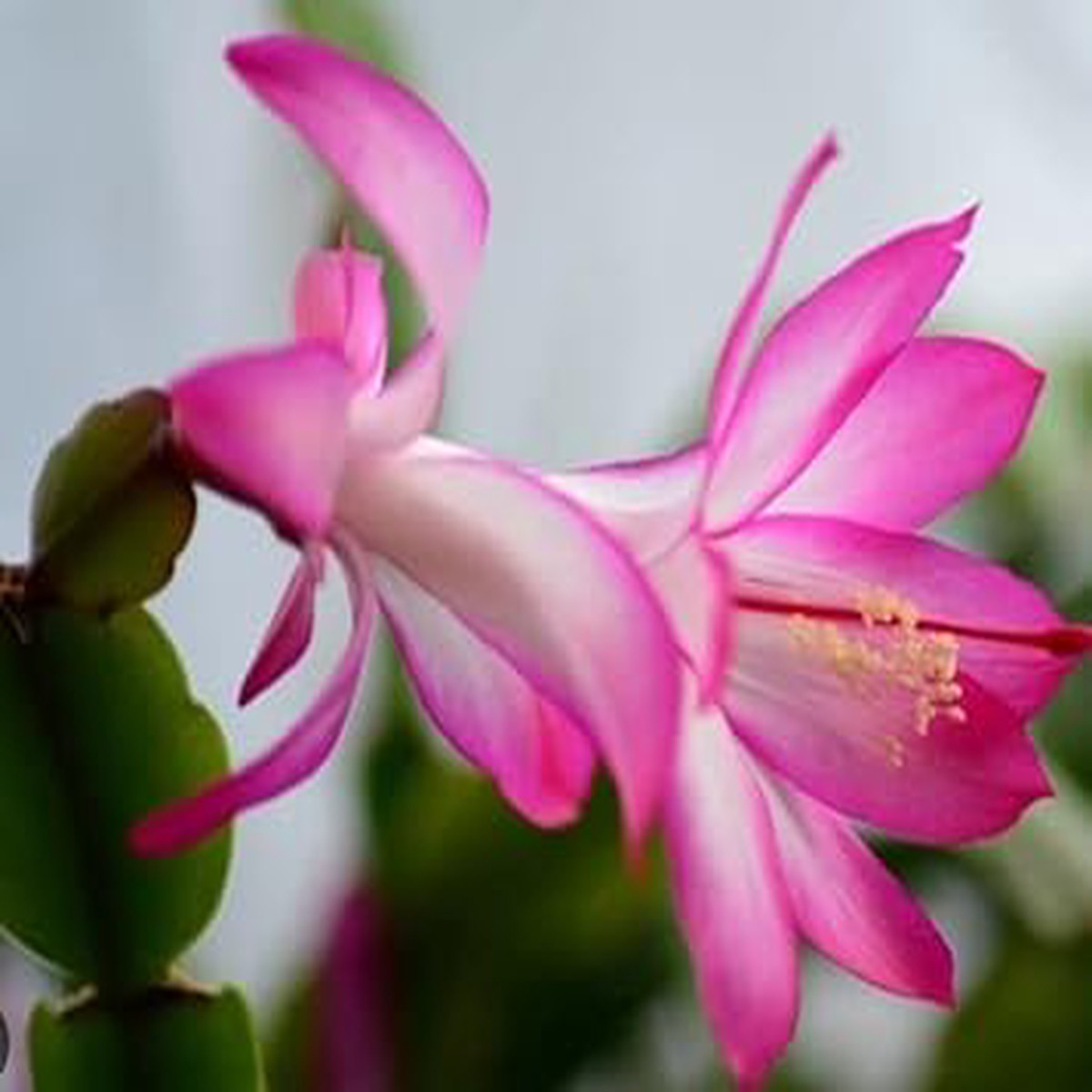 White Pink Zygocactus Truncatus Flower Seeds Heirloom Non-GMO High Germination Seeds for Planting Garden Blooms