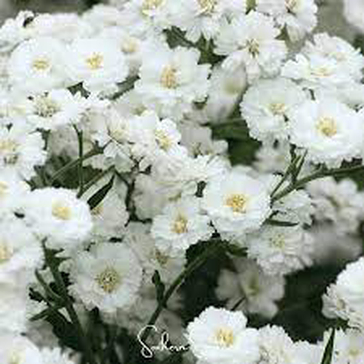 White Ptarmica Flower Seeds for Planting Perennial Garden Blooms
