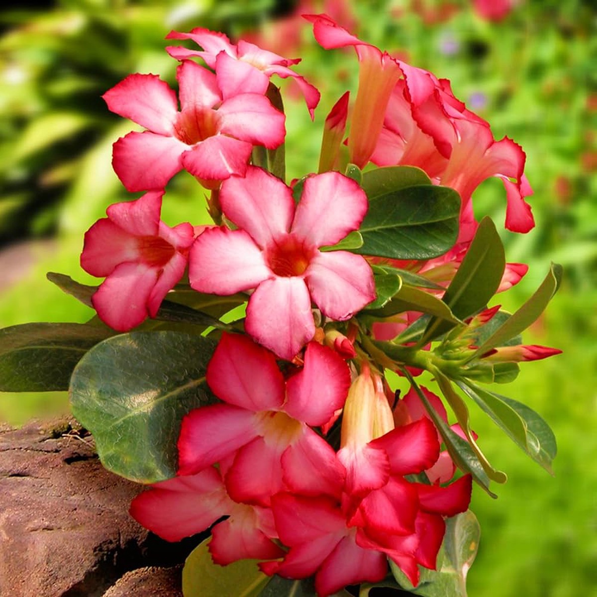 Adenium Obesum Desert Rose Seeds Heirloom Non-GMO Seeds for Planting | High Germination Organic Garden Seeds