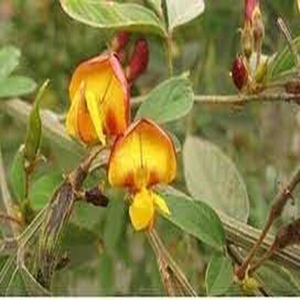 Cajanus Flower Seeds for Planting Heirloom Non-GMO Seeds with High Germination for Organic Garden and Vibrant Yellow Blooms