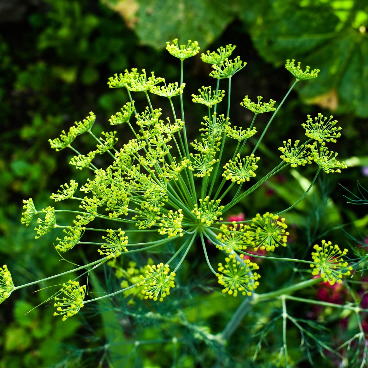 Heirloom Non-GMO Anethum Graveolens Seeds Aromatic Green Dill for Planting | High Germination Organic Seeds
