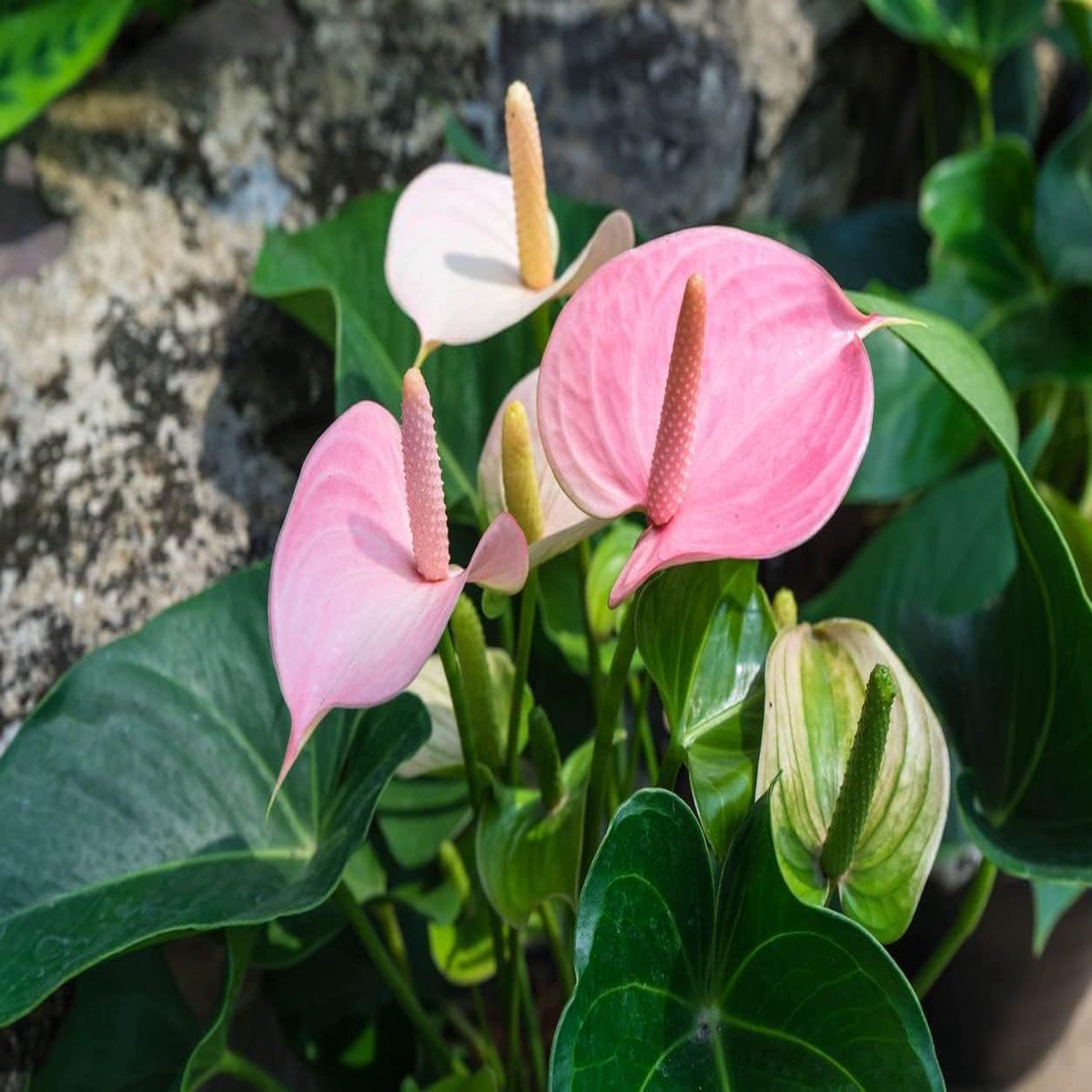 Heirloom Non-GMO Anthurium Flower Seeds for Planting Baby Pink Exotic Blooms, High Germination Organic Garden Seeds