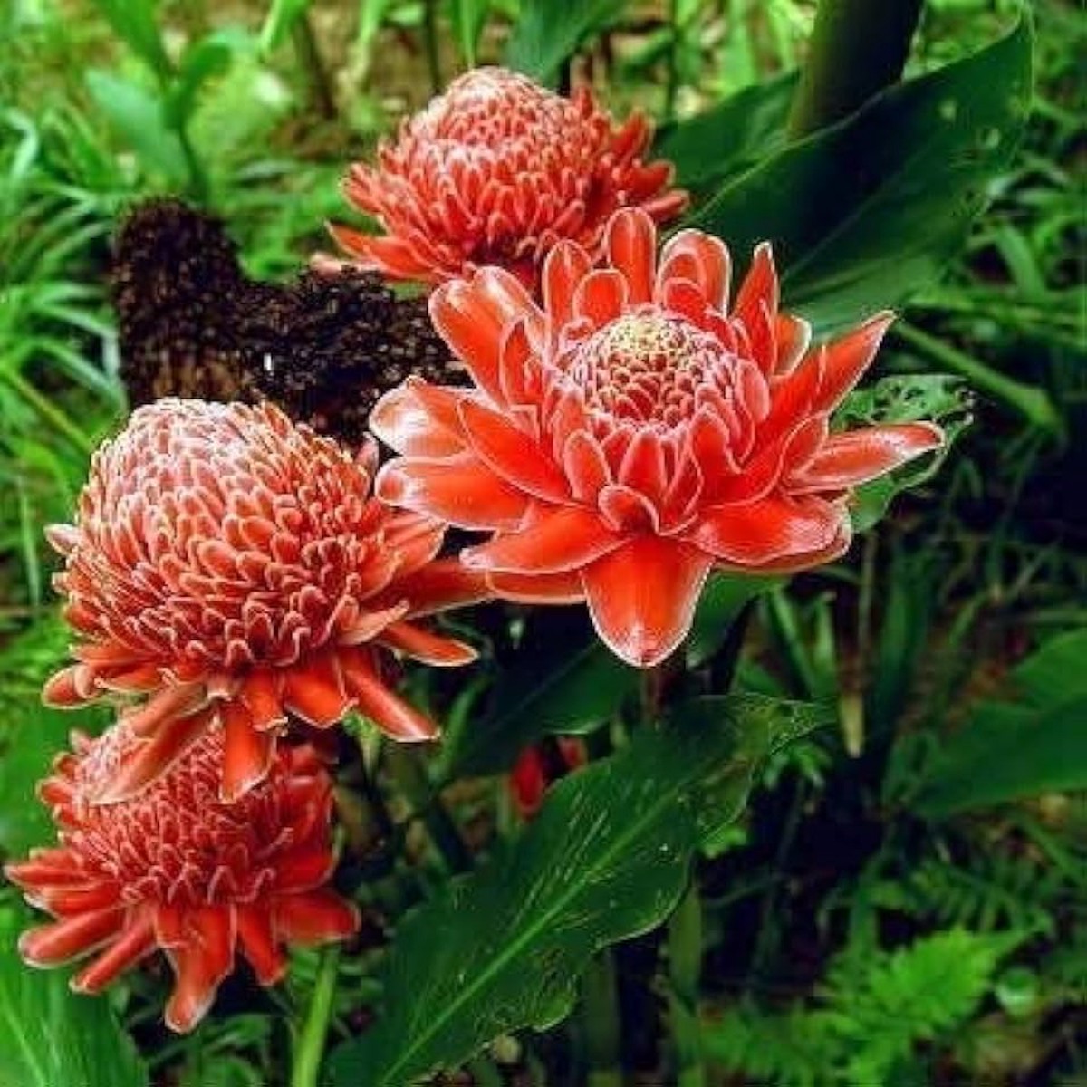 Heirloom Non-GMO Ginger Flower Seeds Rare Exotic Blooms for Garden Planting | High Germination Organic Seeds