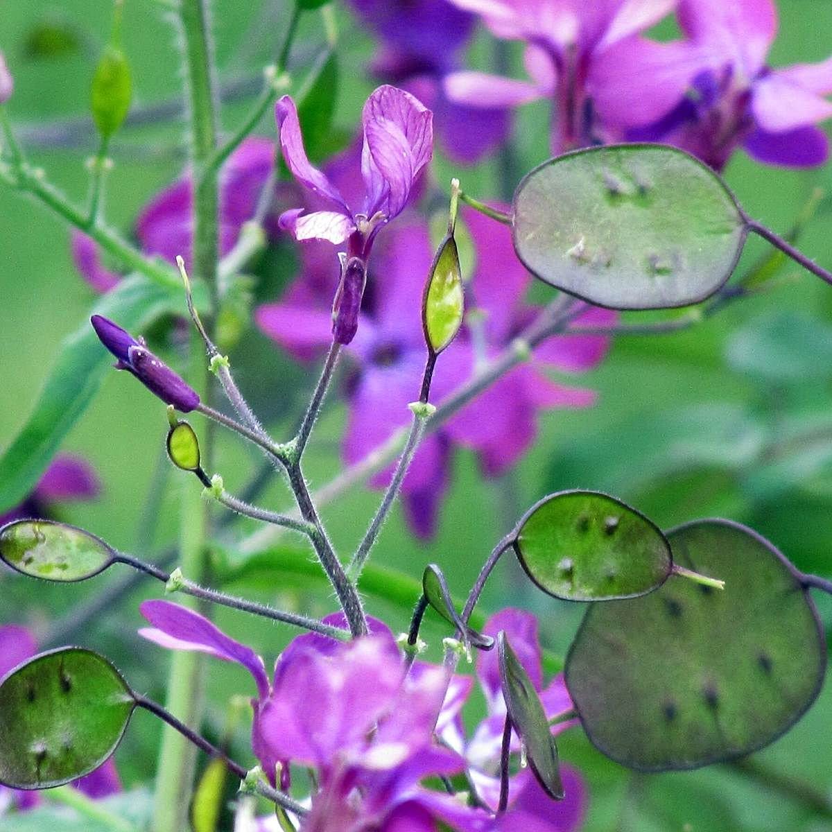 Heirloom Non-GMO Lunaria Money Plant Seeds for Planting Violet Blooms with Decorative Seed Pods Organic Garden Seeds