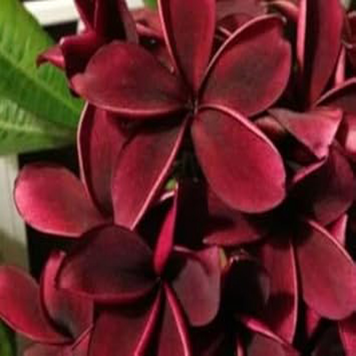 Heirloom Non-GMO Maroon Frangipani Flower Seeds for Planting Exotic Fragrant Blooms Organic Garden Seeds