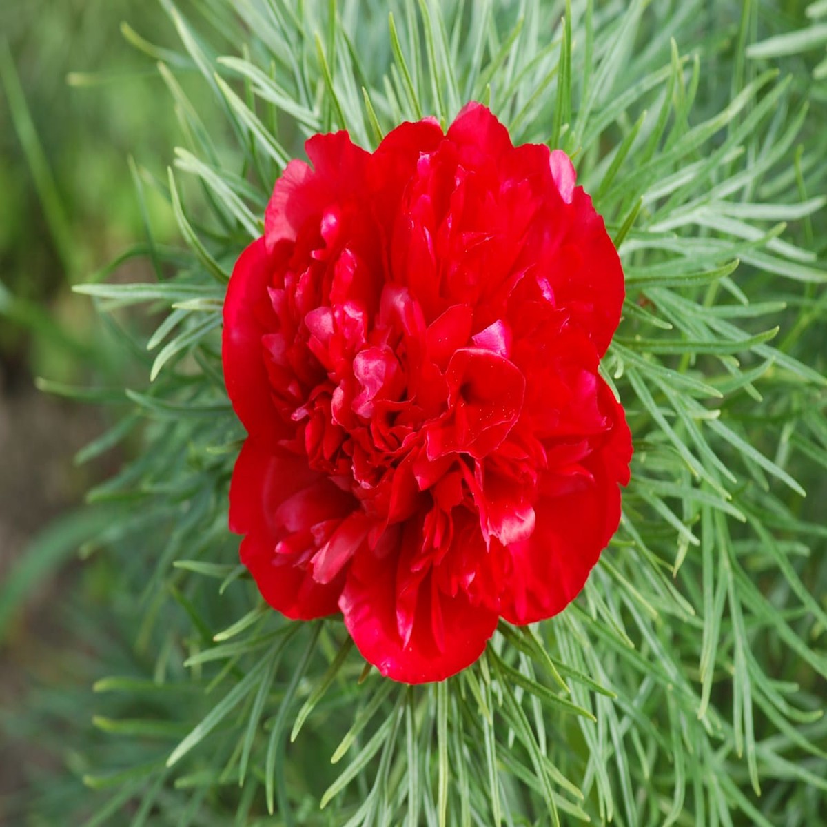 Heirloom Non-GMO Paeonia Red Tenufolia Flower Seeds Fragrant Early-Blooming Peonies for Planting | High Germination Organic Seeds