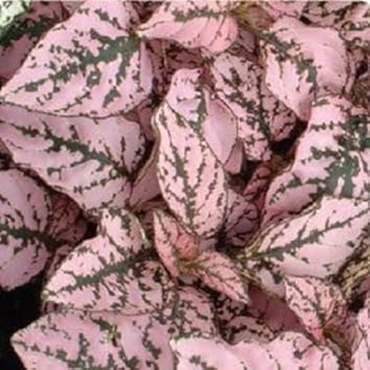 Heirloom Non-GMO Pink Hypoestes Splash Plant Seeds for Planting Colorful Indoor & Shade Garden Seeds