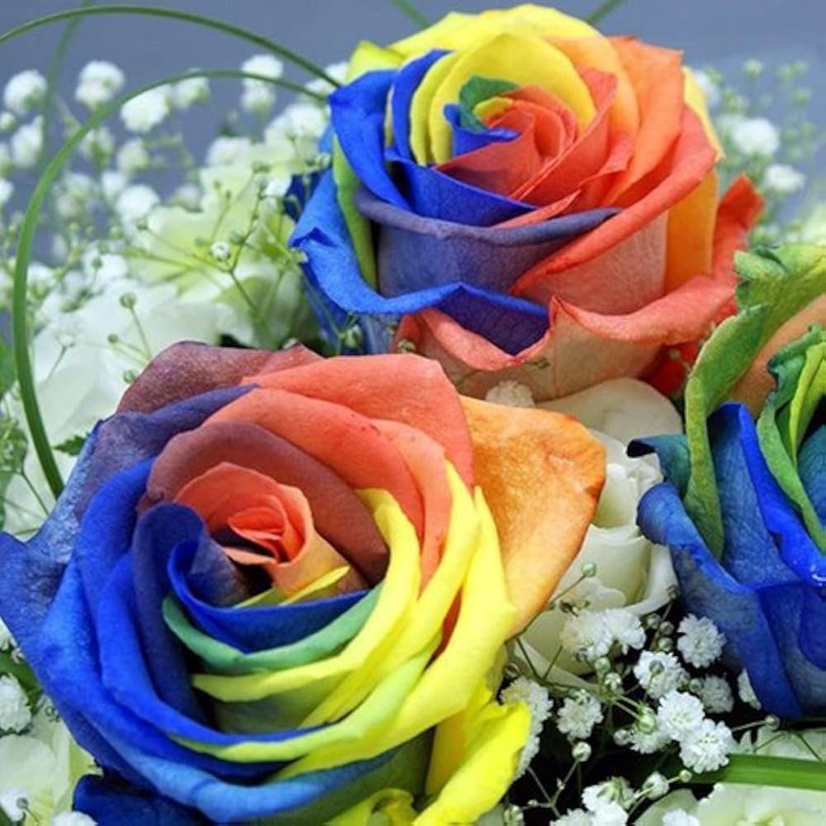 Heirloom Non-GMO Rainbow Mixed Flower Seeds for Planting Colorful Seasonal Organic Garden Seeds