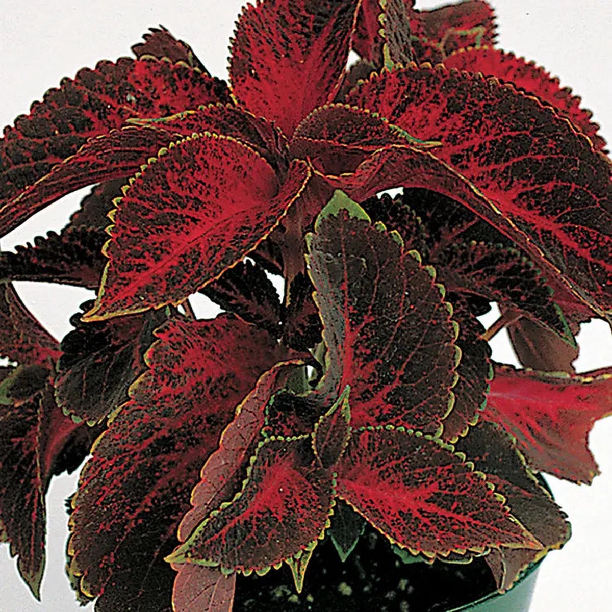 Heirloom Velvet Red Coleus Seeds for Planting Non-GMO High Germination Vibrant Foliage
