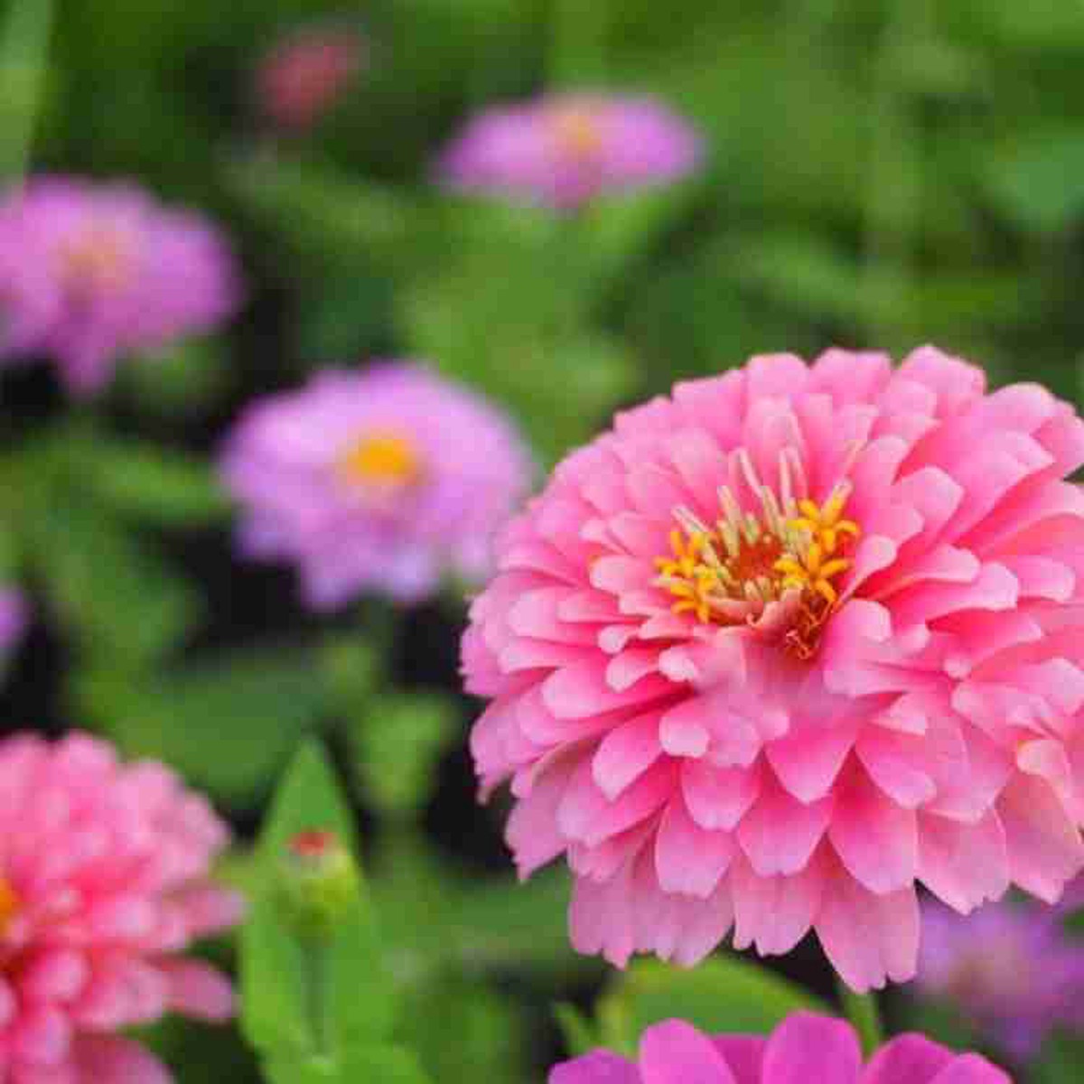 Light Pink Zinnia Flower Seeds for Planting Heirloom, Non-GMO, High Germination Organic Garden Seeds