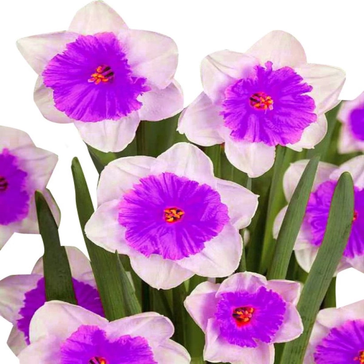 Nema Double Petals Narcissus Flower Seeds for Planting Heirloom, Non-GMO, High Germination Organic Garden Seeds