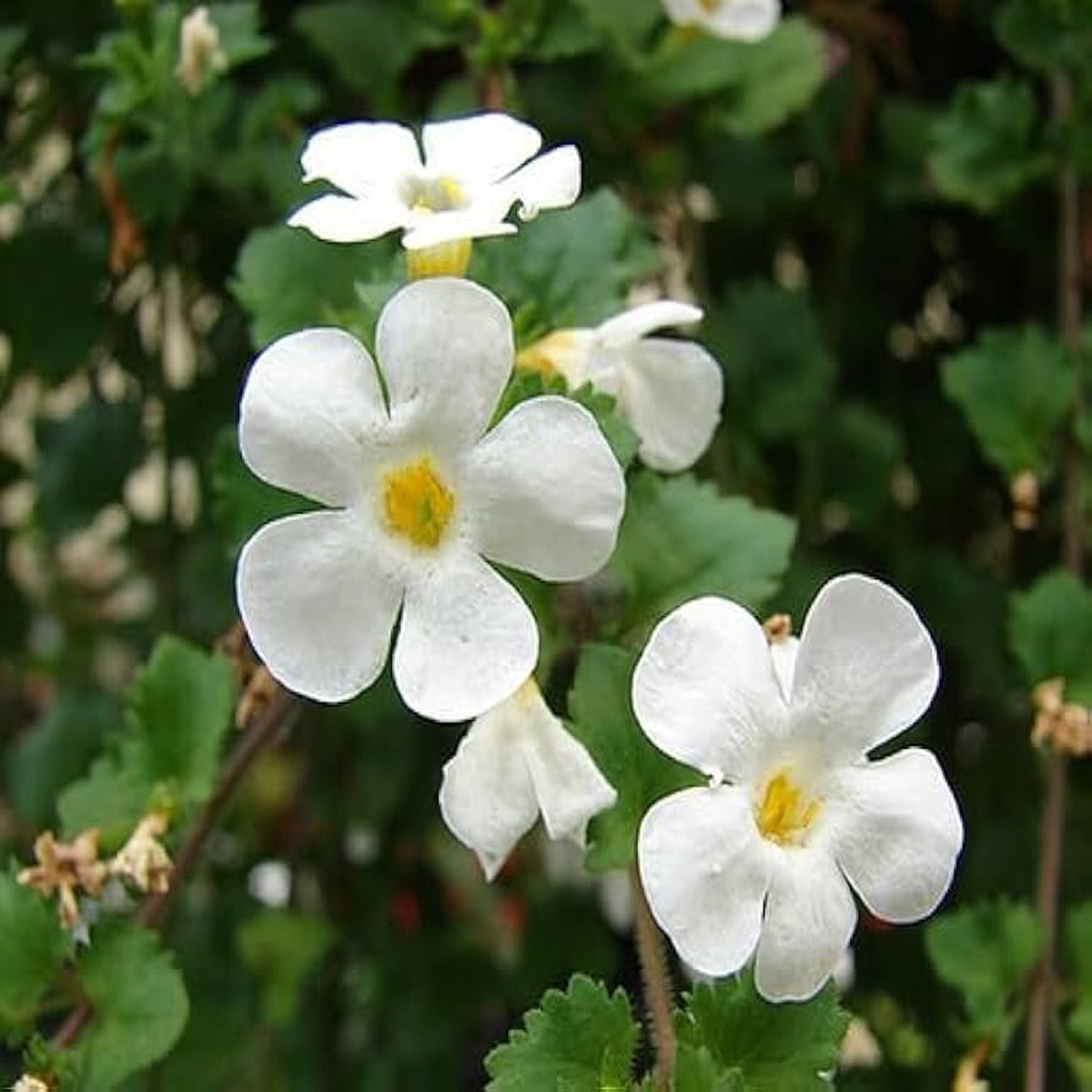 Organic Heirloom Bacopa Flower Seeds for Planting Mixed Colors, Non-GMO, High Germination Trailing Blooms