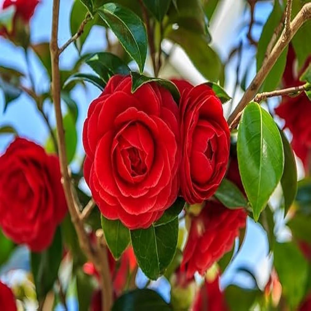 Organic Heirloom Camellia Burgundy Flower Seeds for Planting Non-GMO, High Germination Organic Garden Seeds