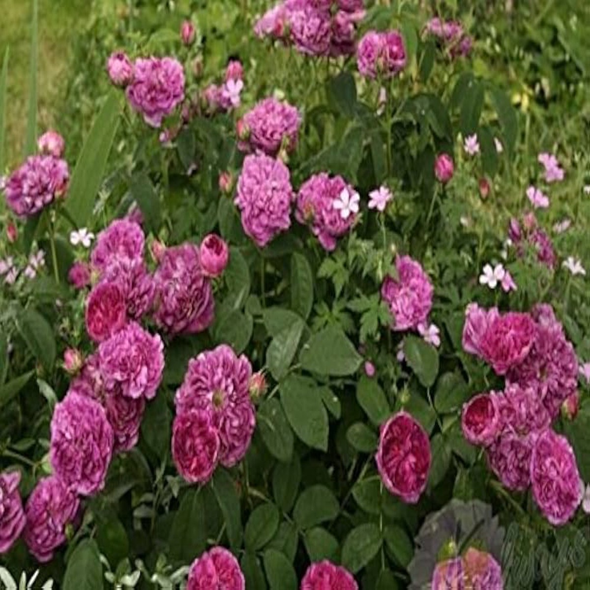 Organic Heirloom Charles de Mills Flower Seeds for Planting Non-GMO Pink Rose Blooms, High Germination Garden Seeds
