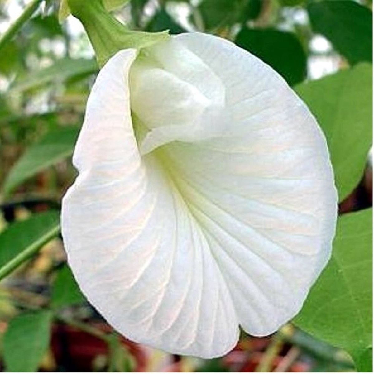 Organic Heirloom Clitoria Flower Seeds for Planting White Blooms Non-GMO High Germination Medicinal Vines
