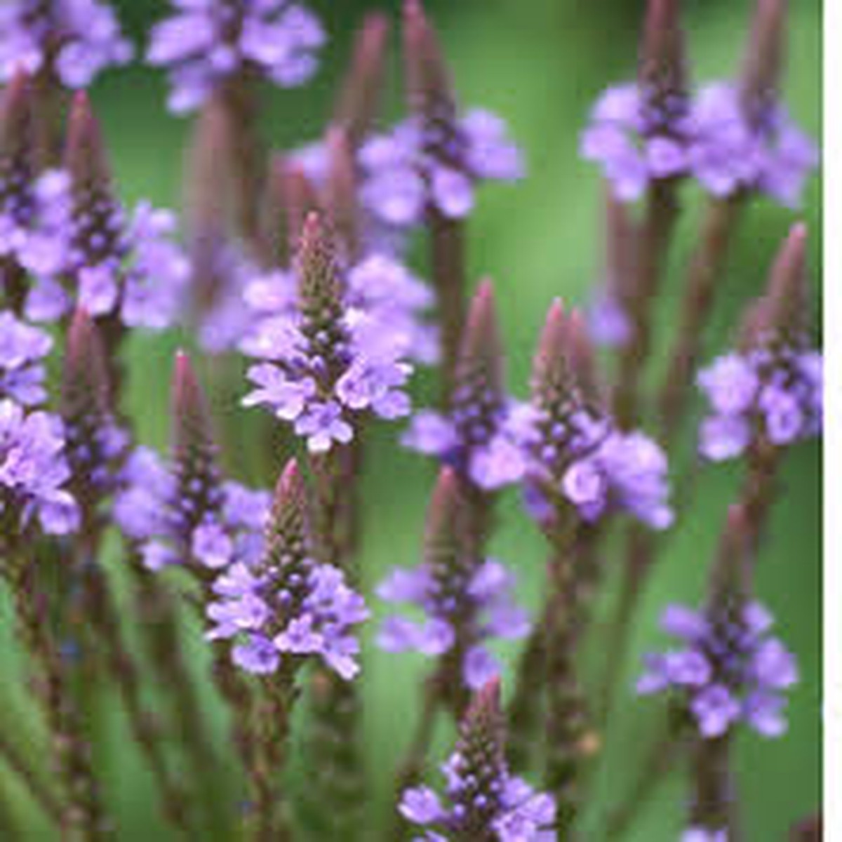 Organic Heirloom Non-GMO Blue Verbena Hastata Seeds for Planting High Germination Pollinator Organic Garden Seeds