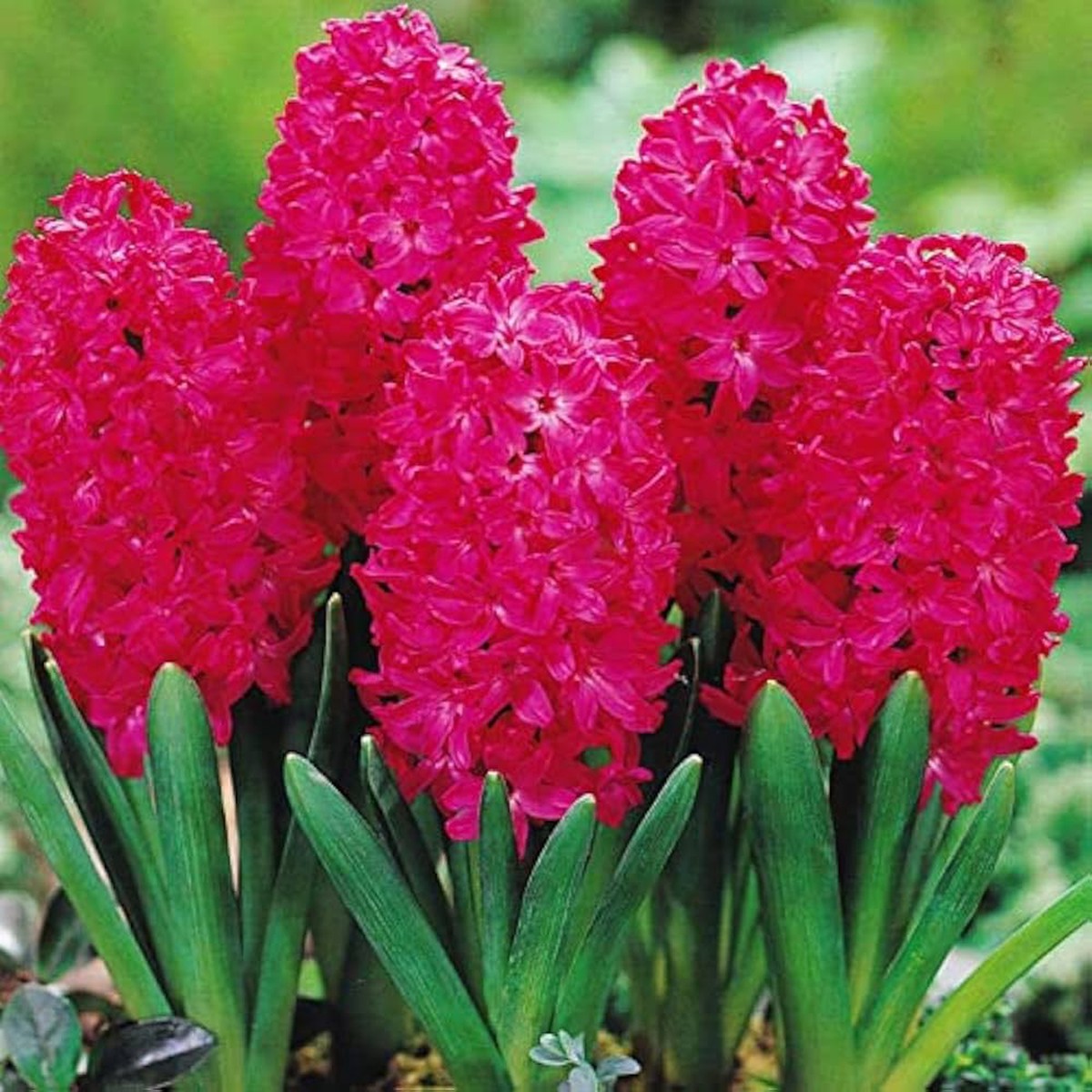 Organic Heirloom Red Hyacinth Flower Seeds for Planting Non-GMO, High Germination Fragrant Organic Garden Seeds for Spring Blooms