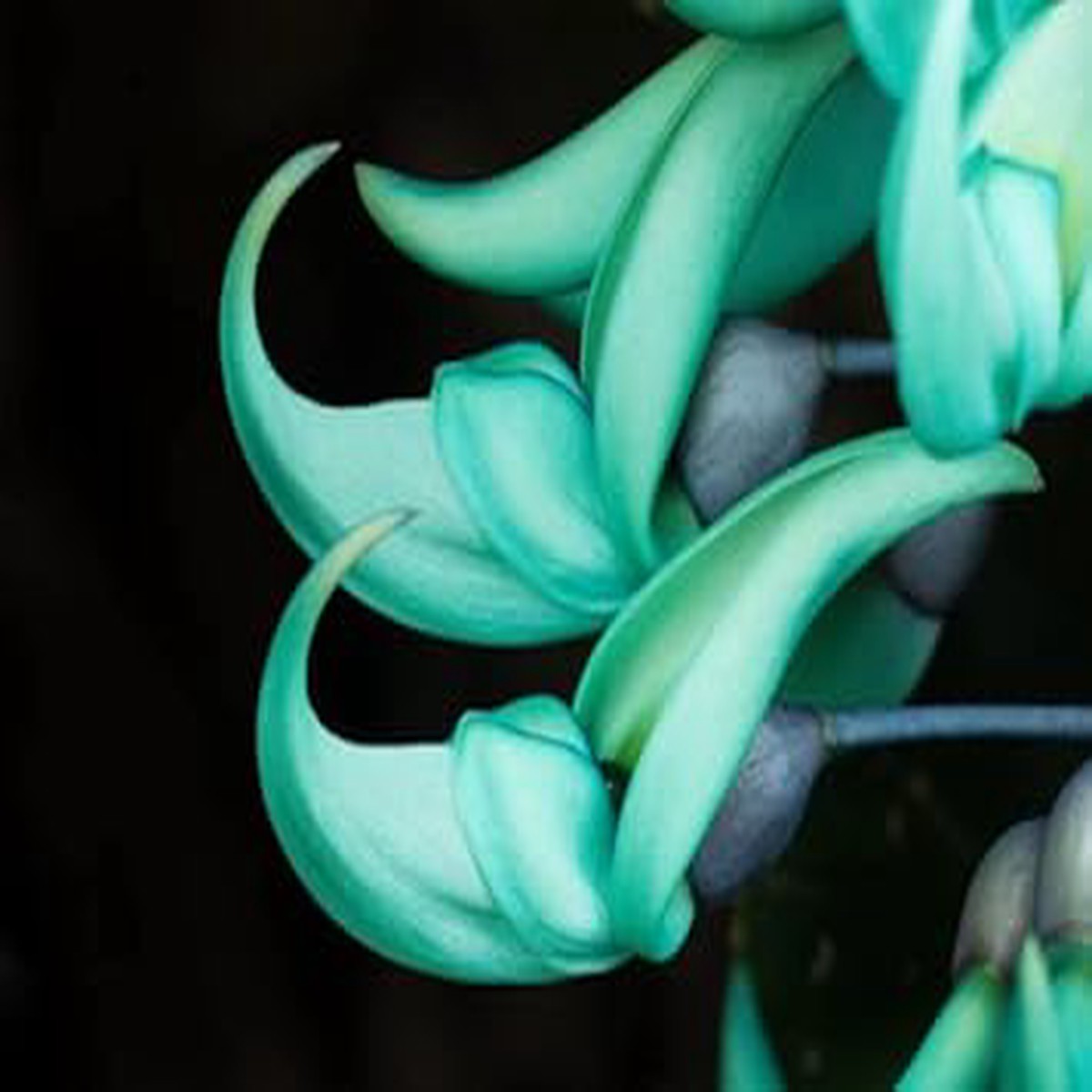 Organic Jade Green Flower Seeds for Planting Heirloom, Non-GMO, High Germination Organic Garden Seeds