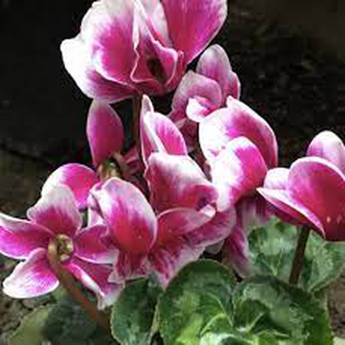 Pink & White Cyclamen Seeds Heirloom, Non-GMO, Elegant Winter Flowers for Indoor & Outdoor Planting