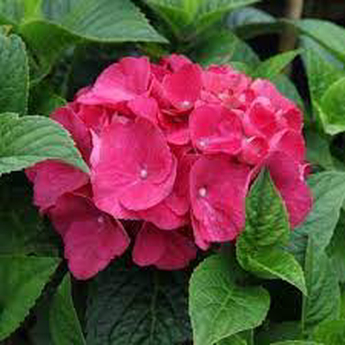 Red Baron Hydrangea Flower Seeds for Planting Heirloom Non-GMO Organic Garden Seeds with High Germination